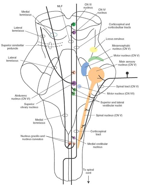 Brainstem II: Pons and Cerebellum Part 1 | Medical school studying, Medical anatomy, Cranial nerves