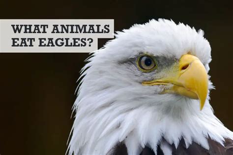 What Animals Eat Eagles? (Food Chain Predators)