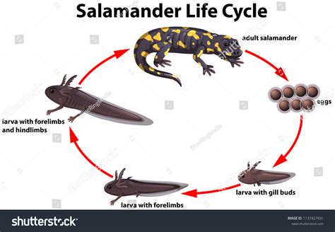 Eastern Newt Life Cycle