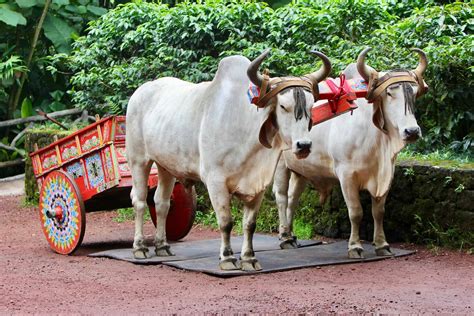What are the Ox Carts of Costa Rica? - Tico Travel