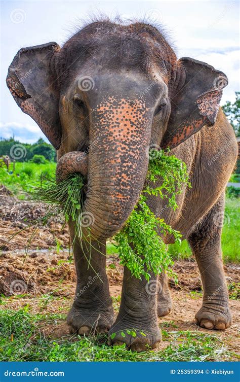 Pregnant elephant stock photo. Image of asia, legs, adventure - 25359394