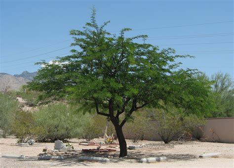 A Mesquite Tree In The Binghampton Cemetery | Free Images at Clker.com - vector clip art online ...