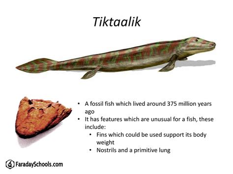 PPT - Tiktaalik PowerPoint Presentation, free download - ID:790601