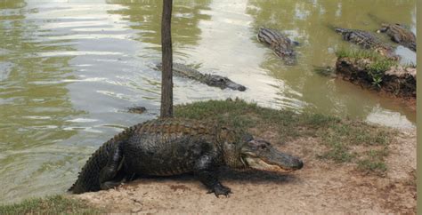 Gator Farm