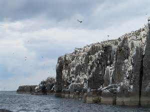 Farne Islands | Backyard and Beyond