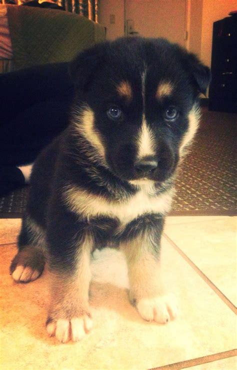 Rotsky - Rotweiler/Husky mix | German shepherd husky mix, German ...