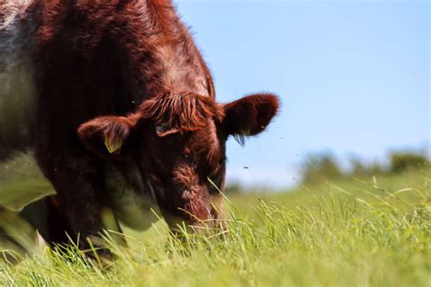 Why Shorthorn? - Irish Shorthorn Society