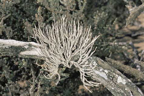 Fruticose lichen - Stock Image - B350/0199 - Science Photo Library