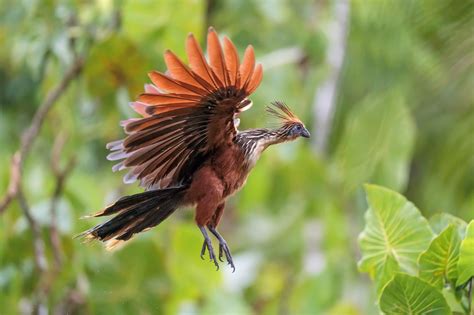 The Hoatzin Aka Canje Pheasant Guyana's National Bird By, 60% OFF