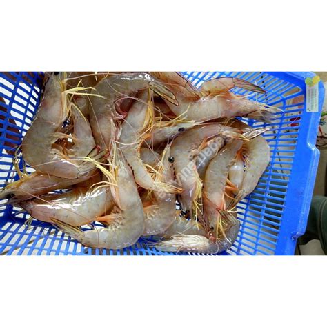 Jual Udang Segar / Udang Jerbung Fresh Hasil Laut Segar Seafood | Shopee Indonesia