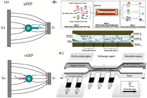 Particle manipulation by dielectrophoresis. a Schematics of the... | Download Scientific Diagram