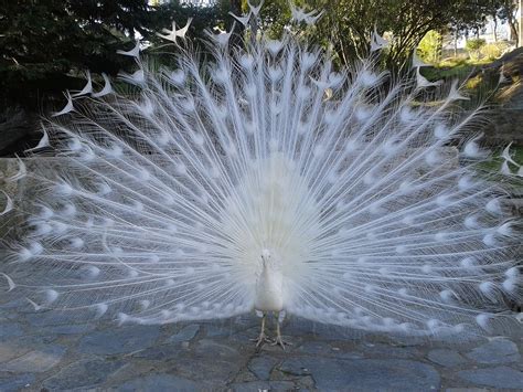 Free Images : bird, wing, white, peacock, feathers, animals, beautiful, peafowl, ave, courtship ...