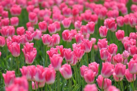Ý nghĩa hoa Tulip biểu tượng cho tình yêu hoàn hảo - Trồng Hoa