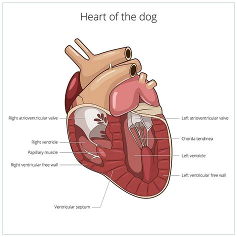 Is A Heart Murmur Bad For A Dog