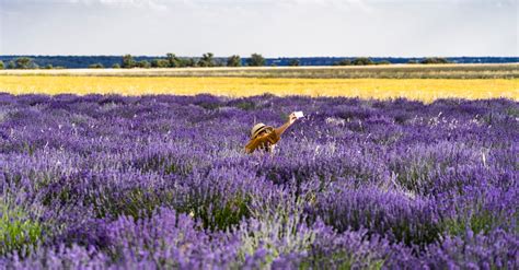 Photo Of Bed Of Lavender Flowers · Free Stock Photo