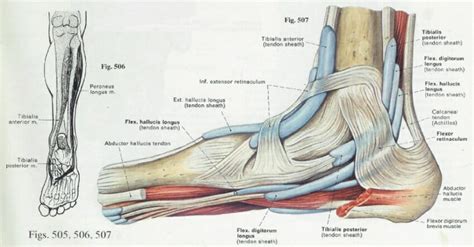 Foot Tendon Anatomy Diagram