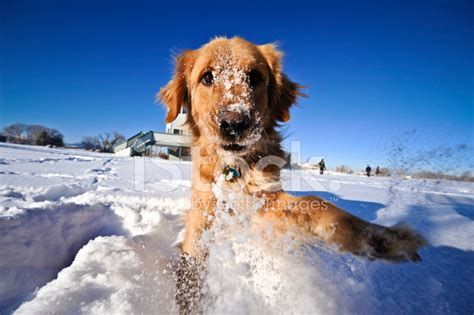 Golden Retriever In Winter Stock Photo | Royalty-Free | FreeImages