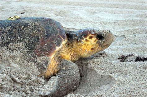 How to See Sea Turtles Hatch in Florida | VISIT FLORIDA | Sea turtles hatching, Turtle hatching ...