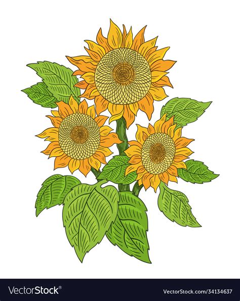 Sunflower drawing sketch bouquet three flowers Vector Image