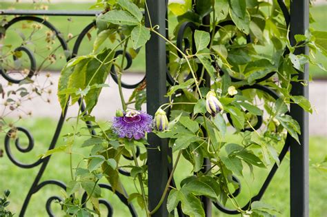 Passionflower: Plant Care & Growing Guide