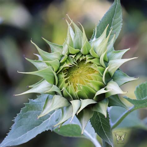 SunFill Green Sunflower Seeds - Annual Flower Seeds