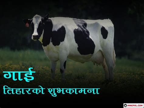 Happy Gai Tihar Images - 50 Greeting Cards Designs For Cow Puja Nepal