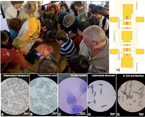 Print-and-Fold Origami Microscope for 50 cents – NIH Director's Blog