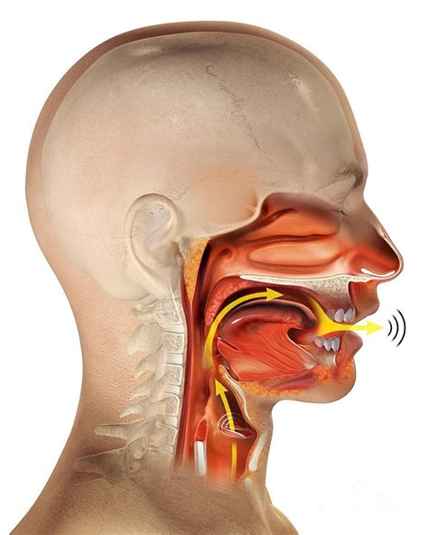 Larynx Anatomy, Artwork Photograph by Claus Lunau