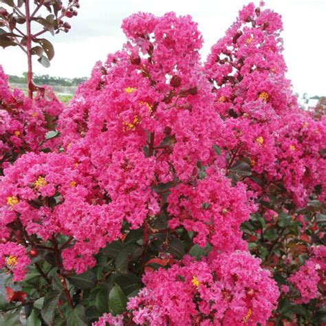 Crape Myrtle Pink Velour ¬ - Johnson Nursery Corporation