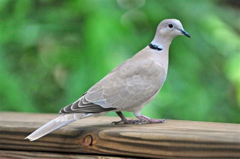 Mouring Doves and More | GREAT READ | Birding Backyard & Beyond