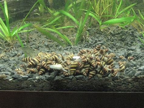 Assassin Snails - The Care, Feeding, and Breeding of Assassin Snails ...