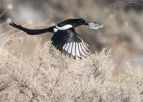 Black Billed Magpie Flying