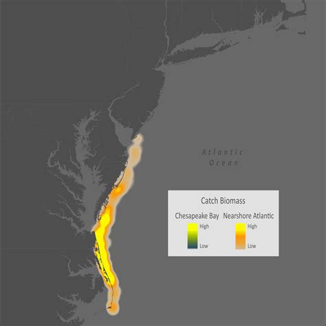 Atlantic Angel Shark | Virginia Institute of Marine Science