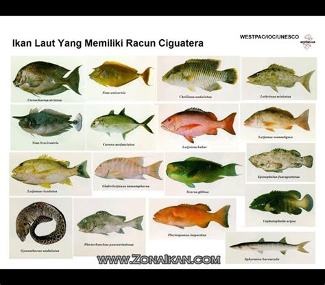 BIOLOGI: jenis ikan beracun