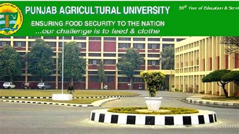 Punjab Agricultural University Recruitment for Junior Field Posts