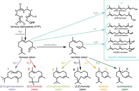 Characterized Plant Sesquiterpene Synthases