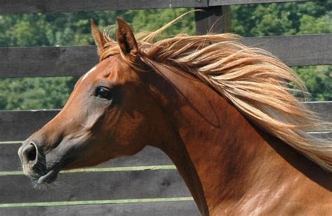 Chestnut | Horses, Horse mane, Beautiful horses