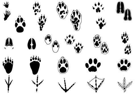 Animal Tracks Vector Pack Two 56496 Vector Art at Vecteezy