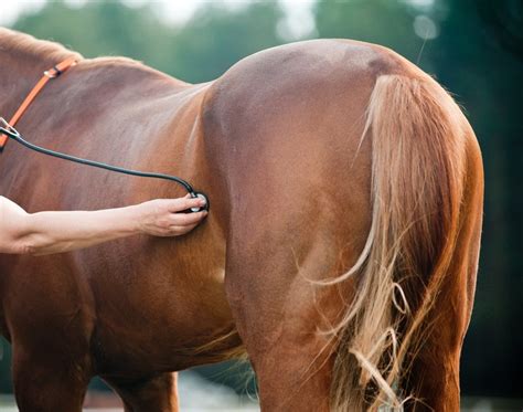 Symptoms & Stages of Pregnancy in Horses » Petsoid