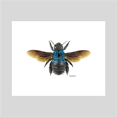 Blue Carpenter Bee (Xylocopa Caerulea) , an art print by Martyn Warren ...