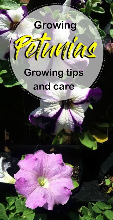 How to grow Petunia in a container | Growing Petunia | Petunia care - NatureBring | Petunia ...