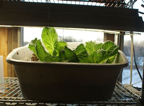 How to start an indoor vegetable garden | Hello Homestead