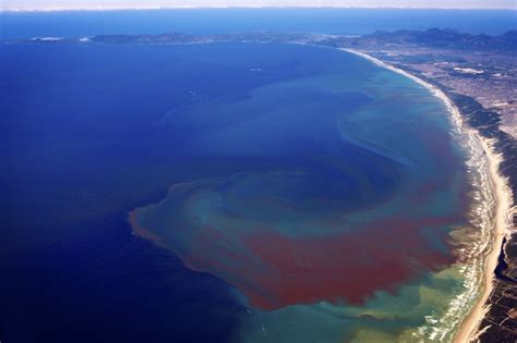 What is Red Tide? – "OCEAN TREASURES" Memorial Library