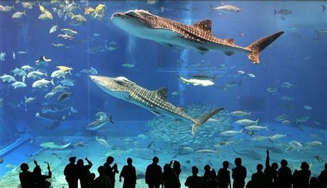 Sea Life Aquarium Istanbul | Istanbul Tourist Pass