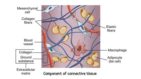 Connective tissue: Definition, Structure, Types and Function - Rajus ...