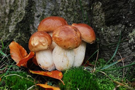 Porcini Mushrooms: What Are They and How to Use Them in Cooking