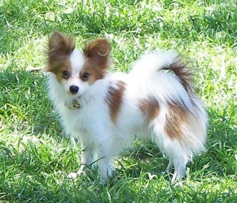 Teacup Papillon Puppies | Papillon dog, Papillon puppies for sale, Papillion puppies