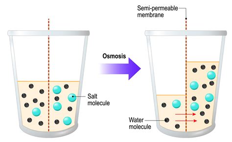 Osmosis – activity | Be inspired | Imperial College London