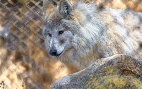 Tibetan Wolf Facts, Habitat, Behavior, Lifespan and Pictures