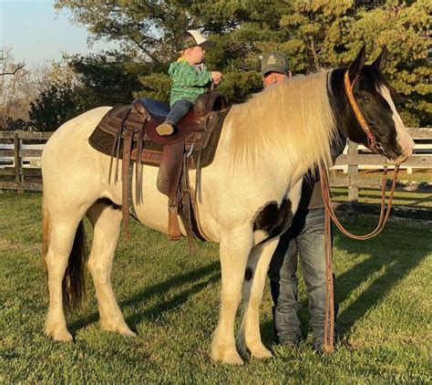 The Crossing of Breeds - Gypsy Gold Horse Farm